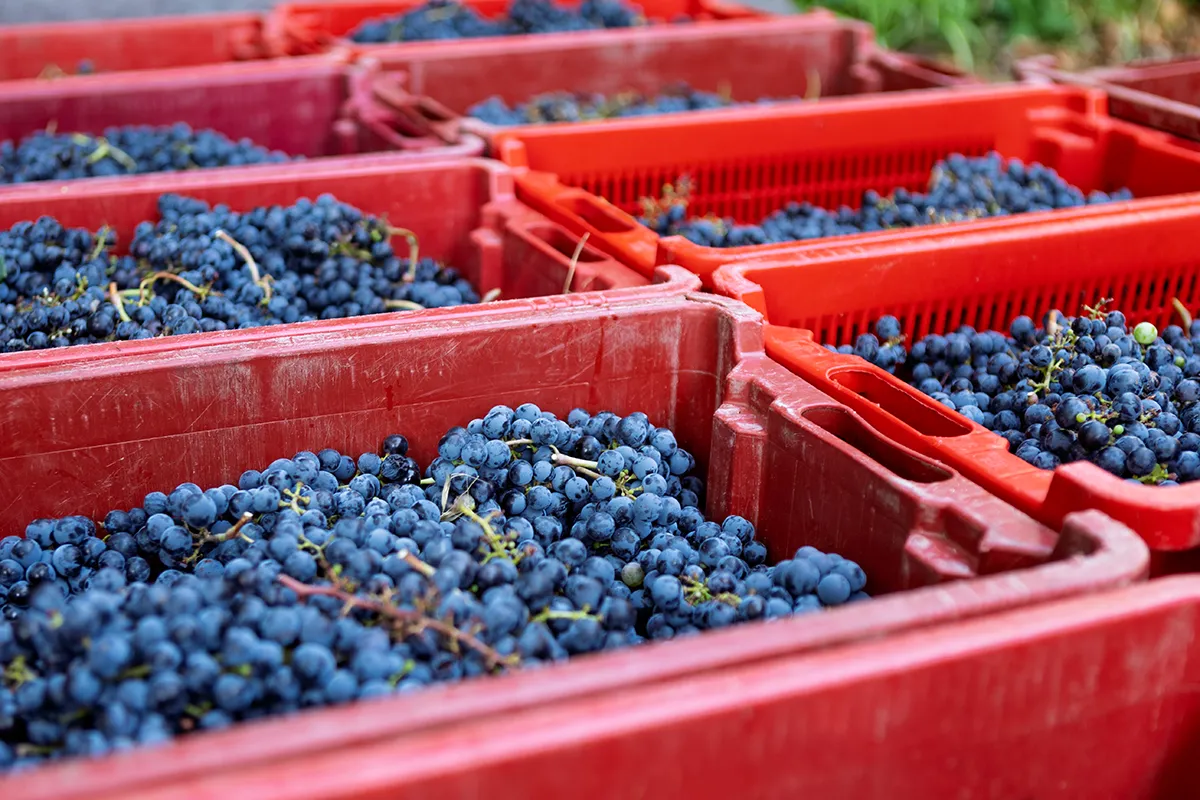 Interior del celler Rodamón