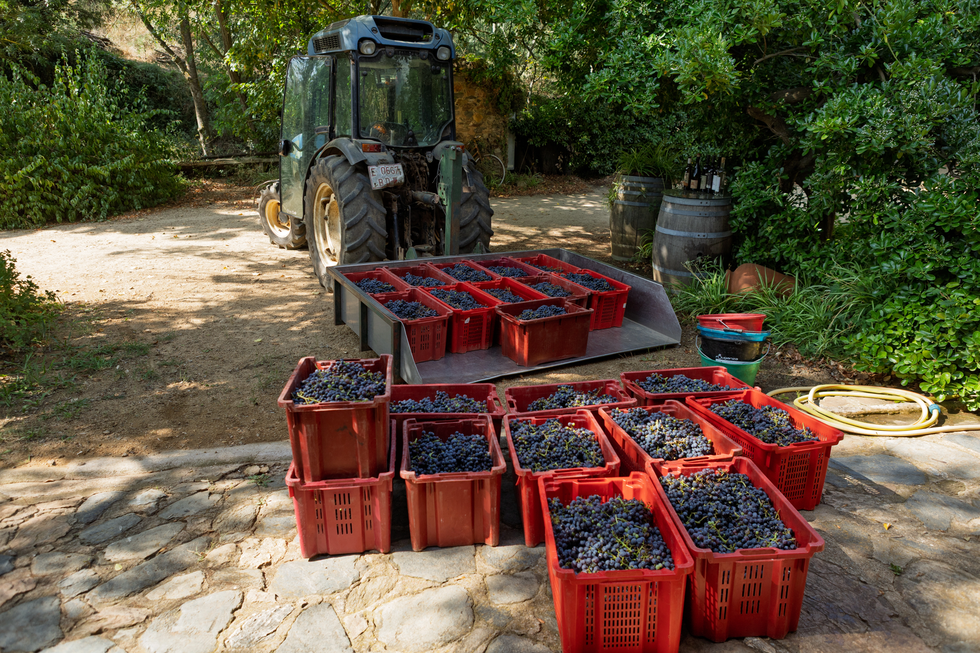 Caixes de vi preparades