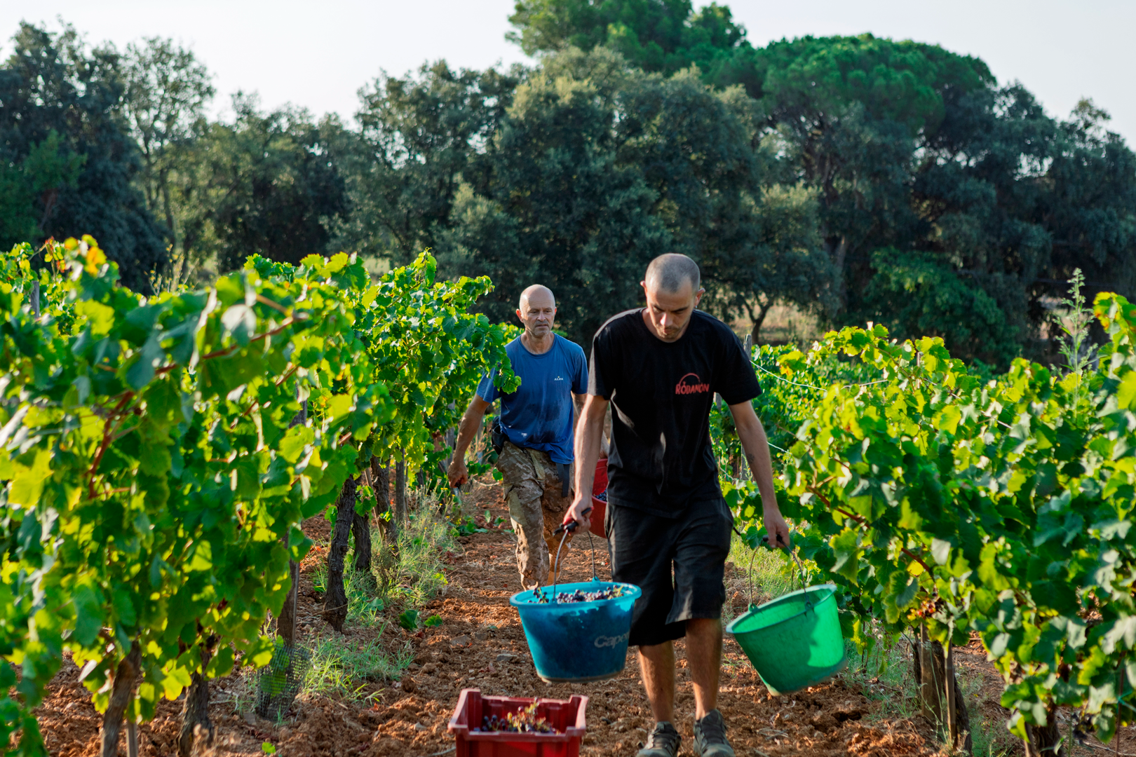 Procés de càrrega del raïm