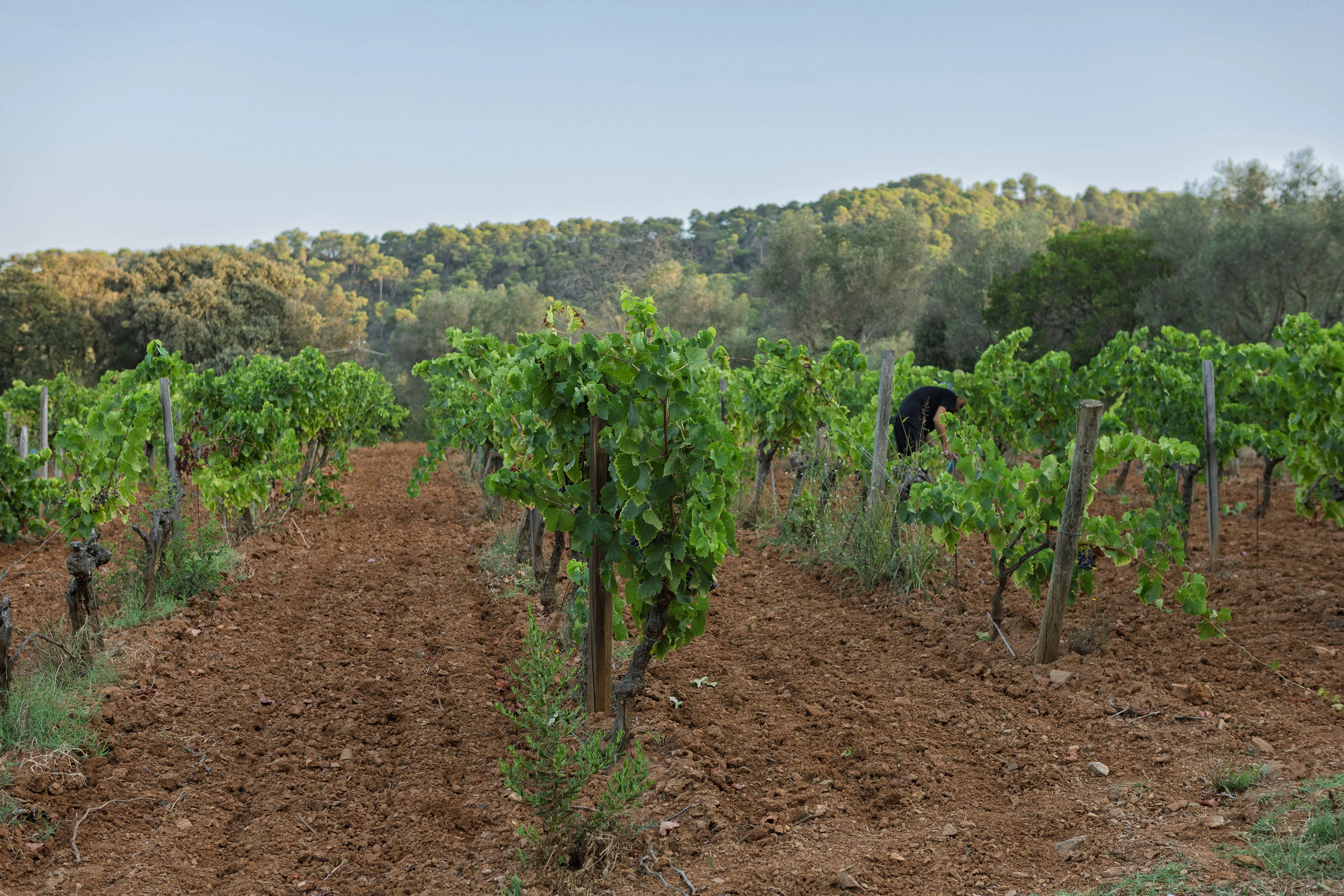 Territori i Tramuntana