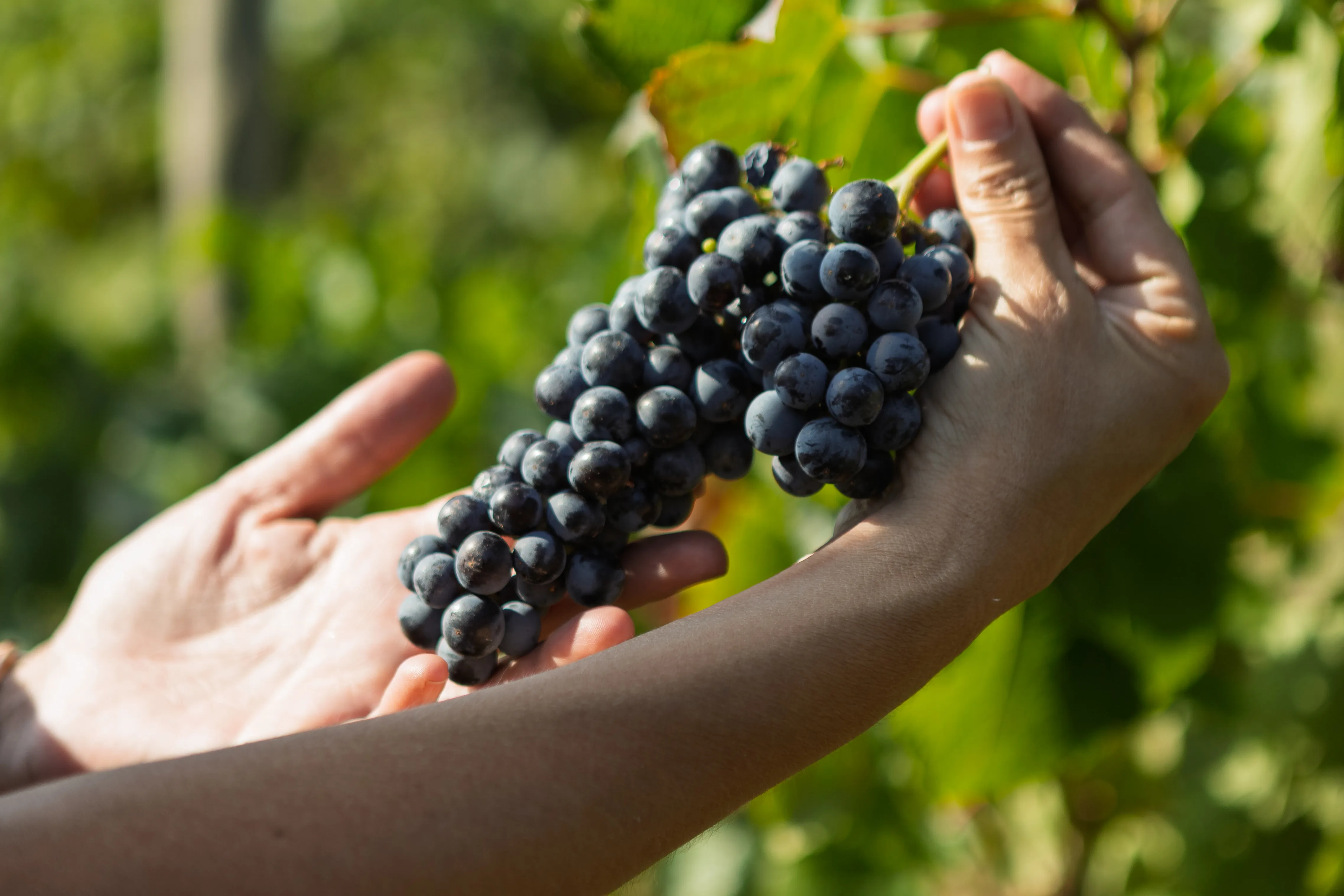 Vista panoràmica de les bótes